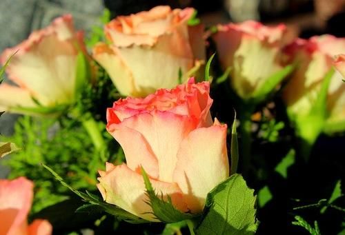  「母亲节鲜花」母亲节应该送什么花？母亲节送花送多少朵合适？