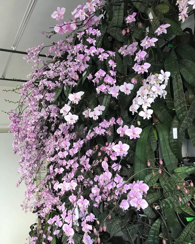 散射光:家里采光差,养3种耐阴花,光照少也能呼呼长,开成花墙太惊人!