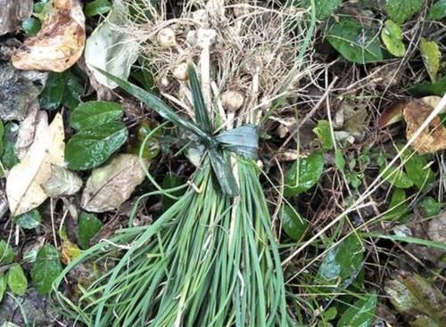  碰到■在山坡、草地上，1种野草根茎珍贵，人称“小根蒜”，碰到别乱挖