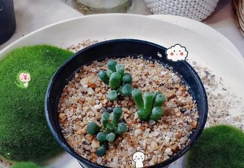  『适合』长相奇特、特小众的多肉植物，适合养在窗台边，变成室内盆栽