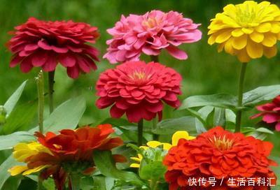  适合：有3种花卉，花色绚丽，花期长，优美妖娆，适合在室内养护和观赏