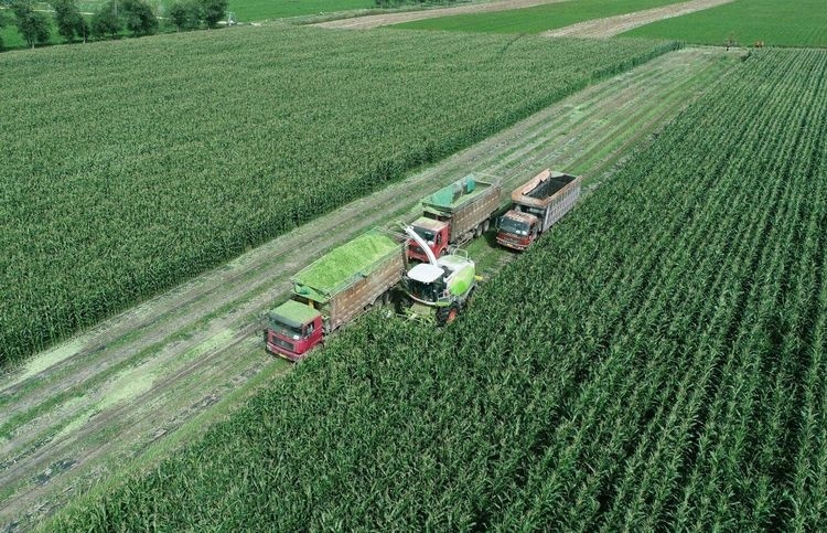  玉米■熟玉米卖不上价，这些种植户想了个办法，没熟直接割，卖