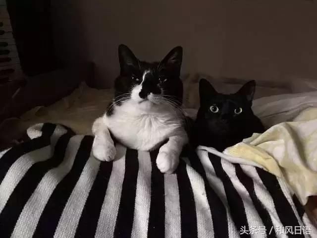 日本网友没按时给主子喂猫粮,结果会是什么下