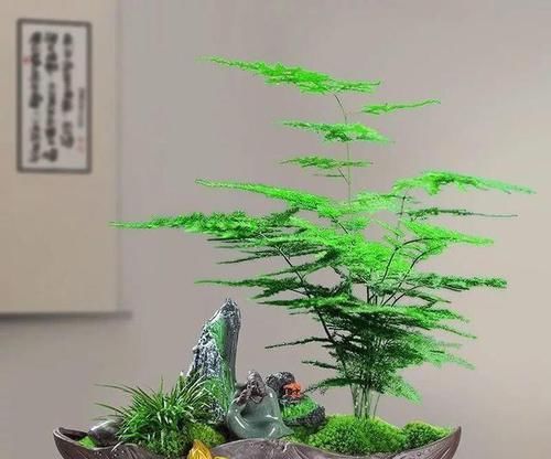  #控制#养花少不了施肥，控制时间，植物长得更好