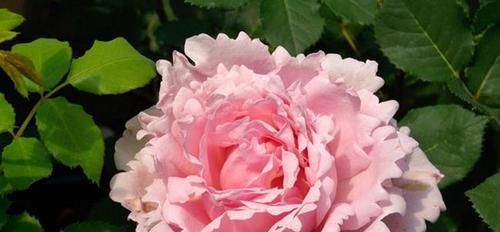 『美得』喜欢菊花，不如养盆“菊中珍品”盘龙尽染，开花不停，爆盆好养