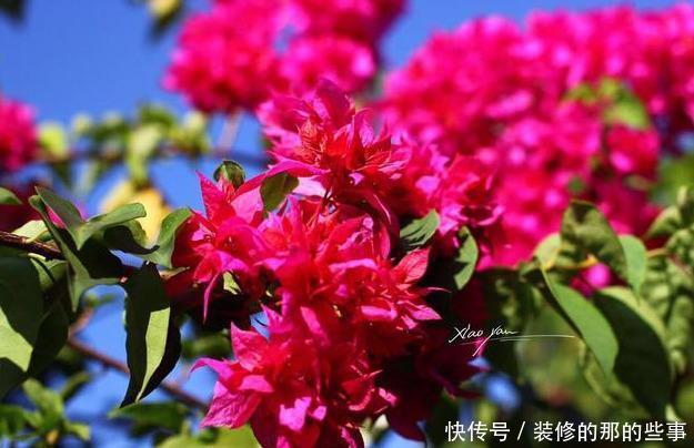 『催花』养三角梅,3个催花小手段要知道,花量猛增,一开就是大半年!