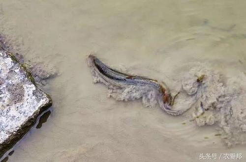 农村河里常见几种野味，基本上看不到了，全吃过的请举一下手