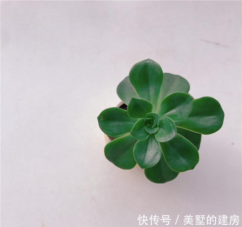  【折中】38度，多肉又绿又徒？用“折中”办法，拯救“逆挂区”多肉！