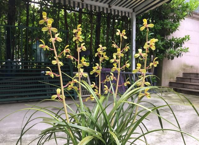  『兰花的浇水』兰花上盆几天浇一次水好？兰花浇水不是按天数，水过地皮湿是精髓
