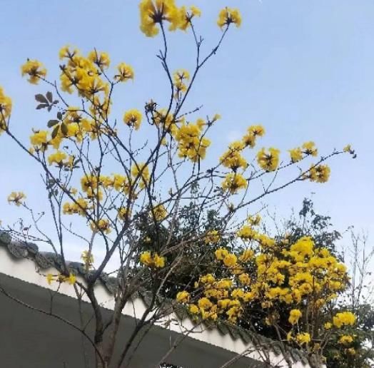  『养花』生活不如意的时候，就养一盆花草吧