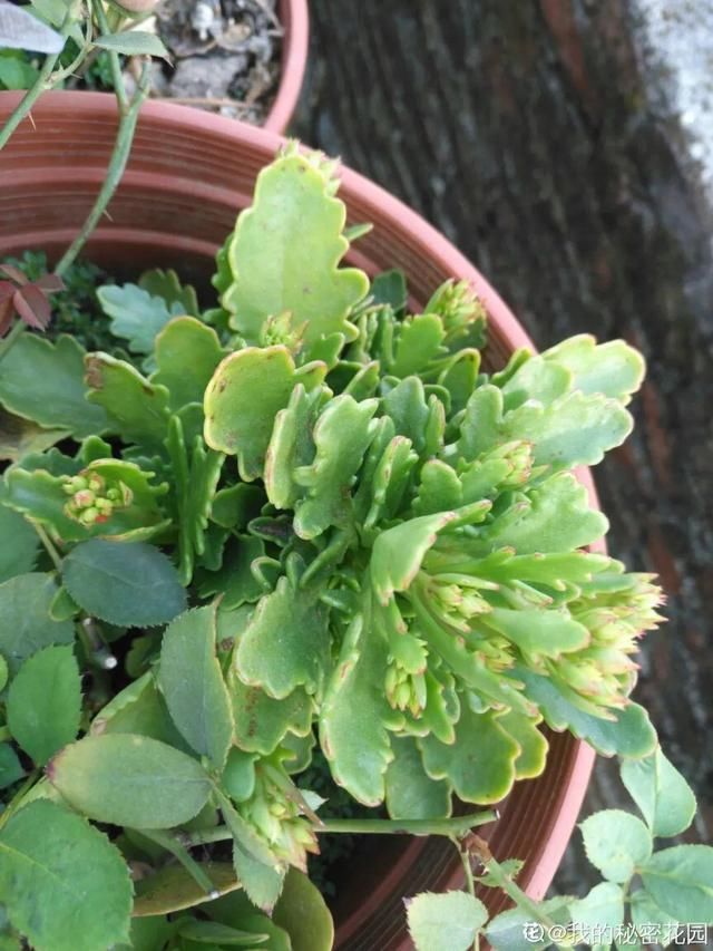  「照好的地方」3种花，开败后狠心剪个秃头，下次开花会更猛