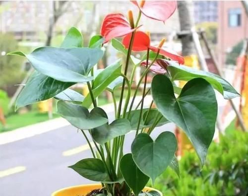  「要注意」红掌在室内养的几个关键，让花后还能开花，花朵更加斑斓
