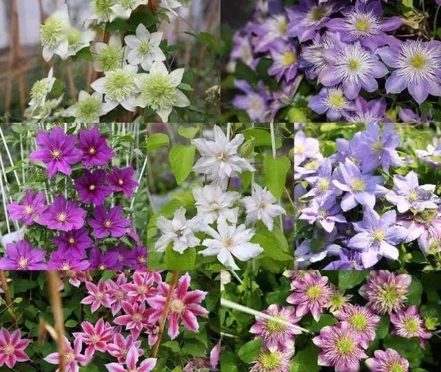  『喜欢』喜欢开花多又好养的花，推荐这3种，满足你的要求还能顺着墙爬