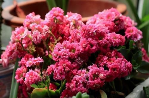  『花养』为什么你总是把花养的黄叶烂根？原来是浇水的时候犯了错误！