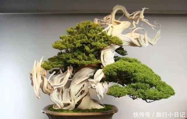  盆栽|世界上最贵盆栽，一盆就是一座房子！