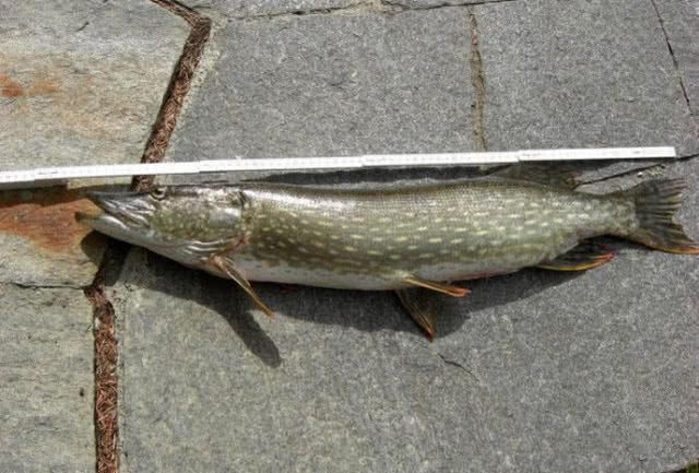  贪婪@新疆钓狗鱼，生性粗暴贪婪，一天可以吃掉和自己体重相当的