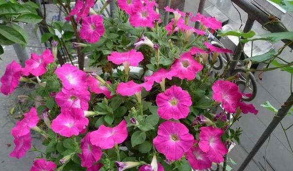  #春末#五颜六色的爬藤牵牛花,春末在盆里埋入几粒种子,开出灿烂花朵