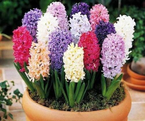  花满：居家养风信子：掌握3个'适当'，花满枝头，香飘四溢