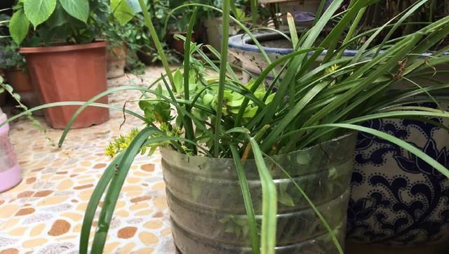  [花草]用废弃的篮子、饼干盒、空油壶，种花特别赞，一阳台都是花草！