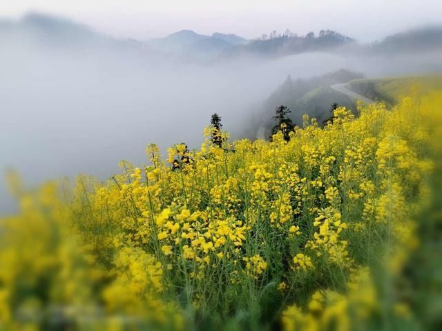  强国■学习强国 | 安徽歙县：云雾花海惹人醉