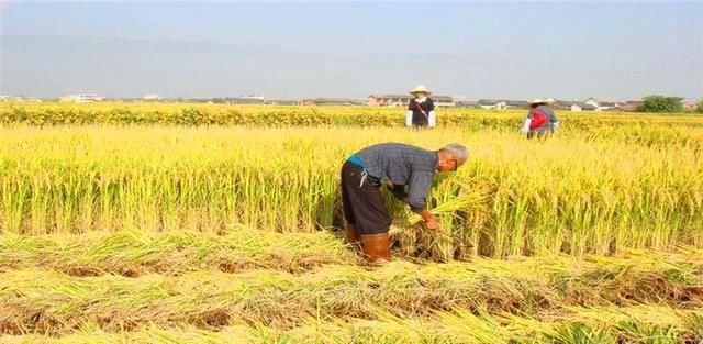 德国机械有多牛？采摘水果全用机器，一天可抵50个果农！
