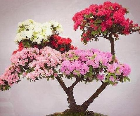 【可养】4种“绝美”的盆景树,惊艳不昂贵,喜欢都可养在家中,但要细心