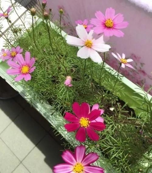  【开花】养“4种花”，几粒种子撒盆里，开花爆盆，美得惊艳，不花钱
