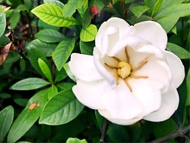 清香■洁白清香的栀子花