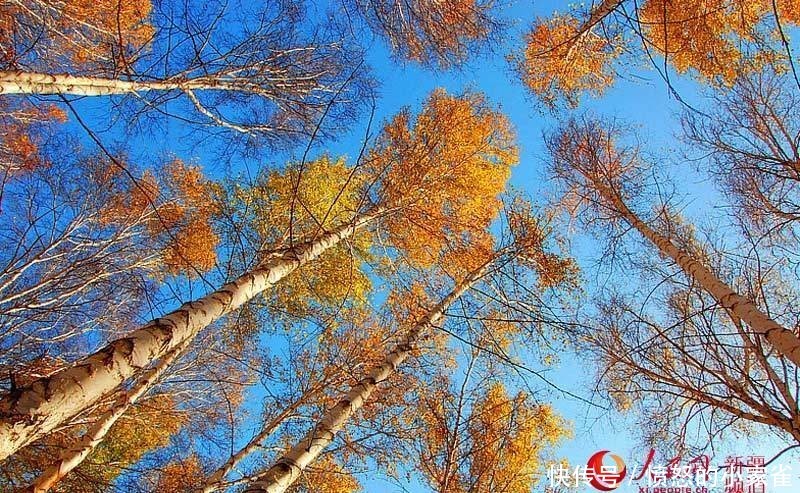 新疆哈巴河县:金秋油画白桦林