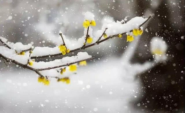 洛阳白云山首场降雪，景色美如仙境