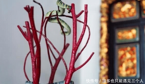 世界上最“奇特”的寺庙,到处布满了青蛇,游客却只增不减