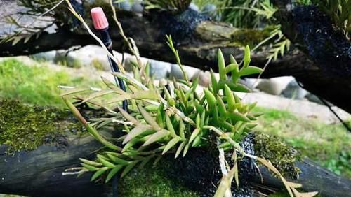  #剑叶石斛#这种植物，是中医界的“宝贝”，目前极其珍贵，若遇见，请重视！