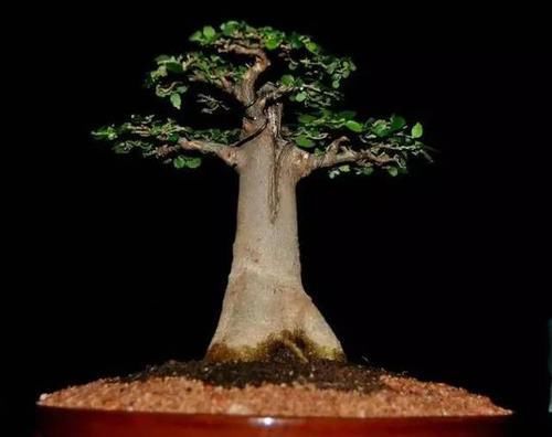  暖凉爽的环：22种天生就是最好的盆景植物，你认识几种？