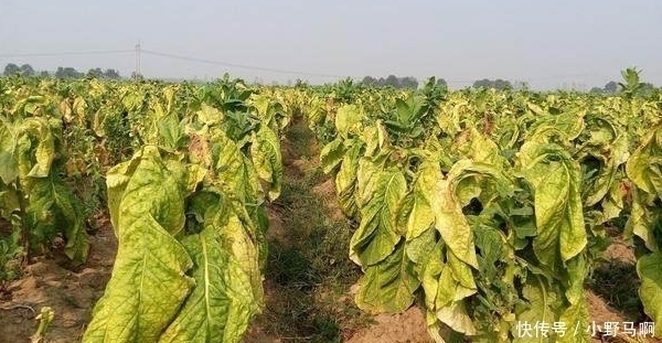  「罂粟」注意，农村3样东西已禁止种植，违者罚款入刑农民要避免