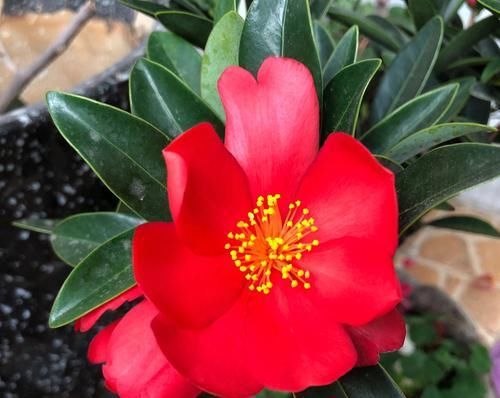  『嫁接』四季杜鹃茶花可以嫁接杜鹃吗？养护四季杜鹃红山茶需要注意什么？