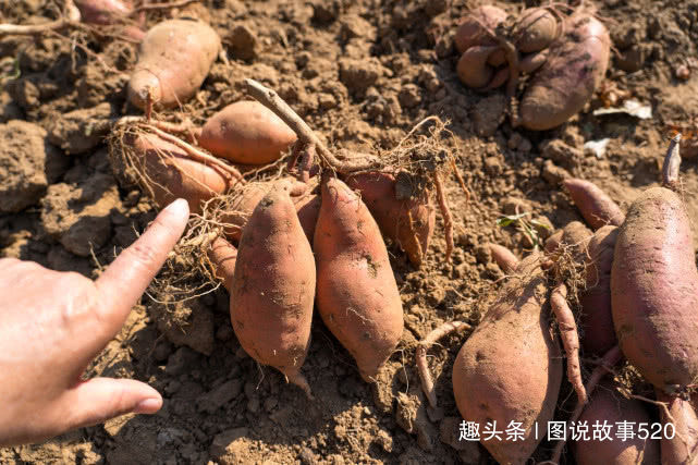  「红薯」白薯变红薯，河北山村大爷：500元买的新品种今年亏了3