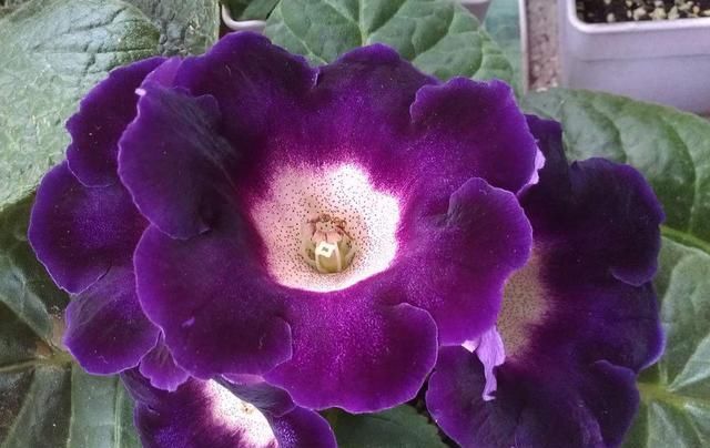  『适合』适合养在室内的花，开花爆盆花大色艳，净化空气助睡眠，谁养谁爱