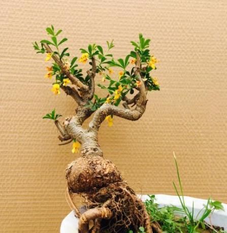【学好】“金雀”其实不难养,学好这3招,主干粗壮花开烂漫