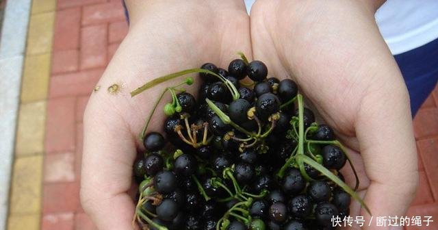它的果实似蓝莓，农民当杂草除掉，却不知是珍贵的“金吊柳”
