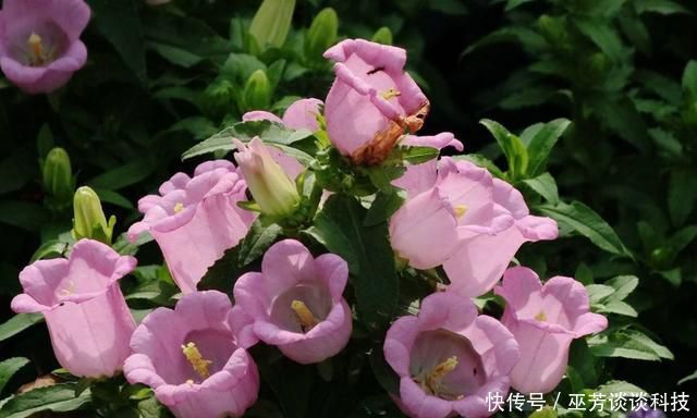 『越狠』适合养在阳台的3种花,晒得越狠开花越好,四季赏花不断,美极了