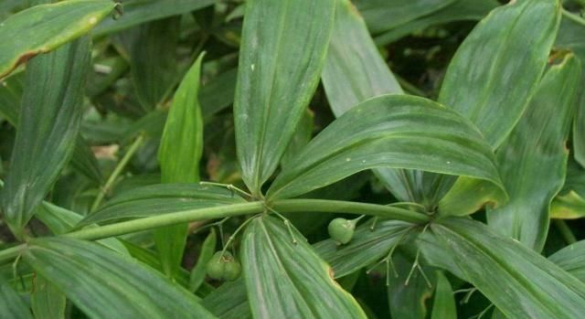  「黄精」农村俗称“长寿百岁草”的植物，野生的价钱高，现在却