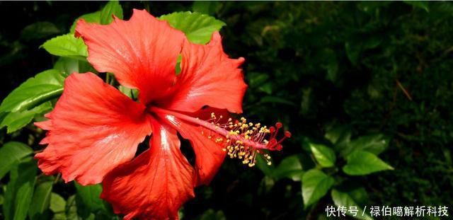 能爆盆：3种小花，好养易活花量大，四季赏花能爆盆，家里养出小花海