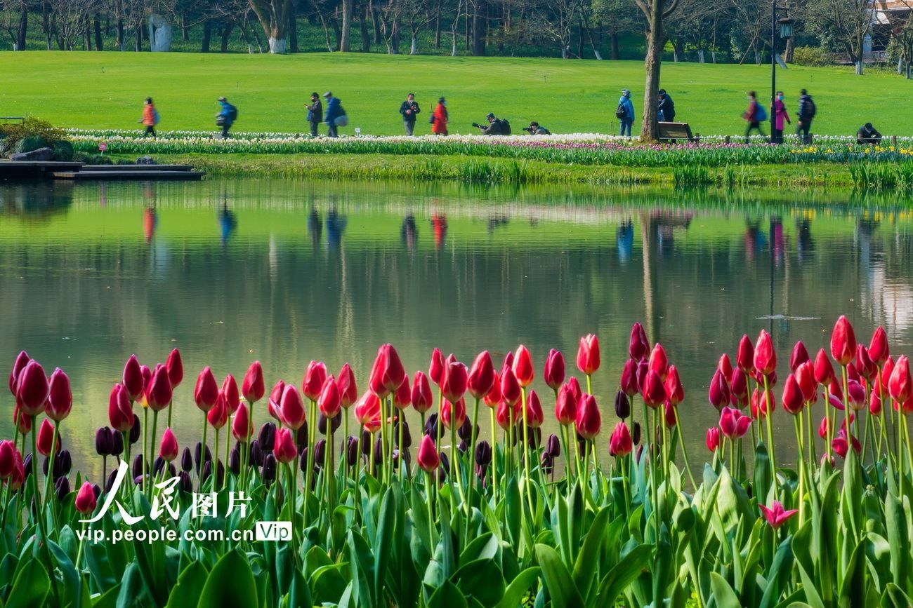 杭州：杭州：太子湾郁金香盛开