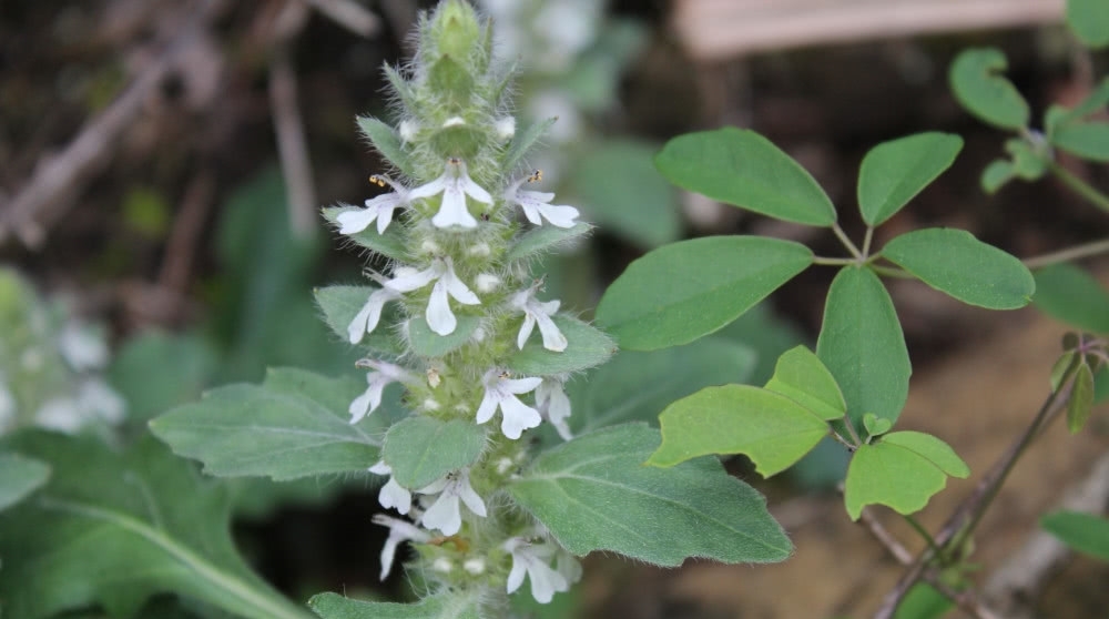 农村地区有这样一种植物，堪比“金疮药”，你们可曾见过？