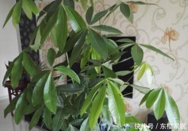  适合@这3种花最适合养客厅，净化空气吸甲醛，异味通通都跑掉！