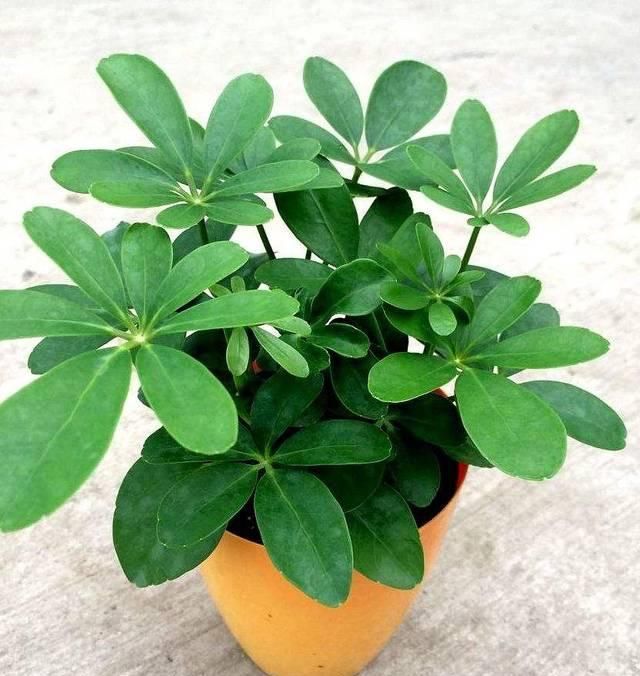  干净的容器■在啤酒里面放点它们，让叶片更加浓绿，花骨朵蹭蹭往外冒！