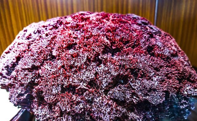 彻底颠覆你对石头的认知与想象，云南石林地质博物馆奇石大观