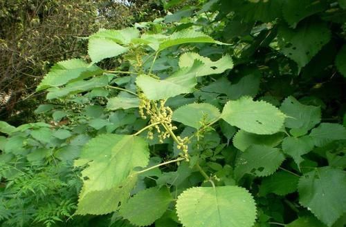  「苎麻」草地里的一种“植物”，是布料的原材料，全身是宝