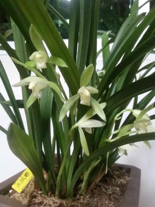  花色：喜欢养菊花，不如养此款花，花开清香优雅，花色素雅，琳琅满目