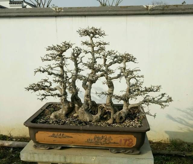  『悬崖式盆景』盆景大咖说玩盆景少不了玩根，那么盆景桩头的根系造型有哪些